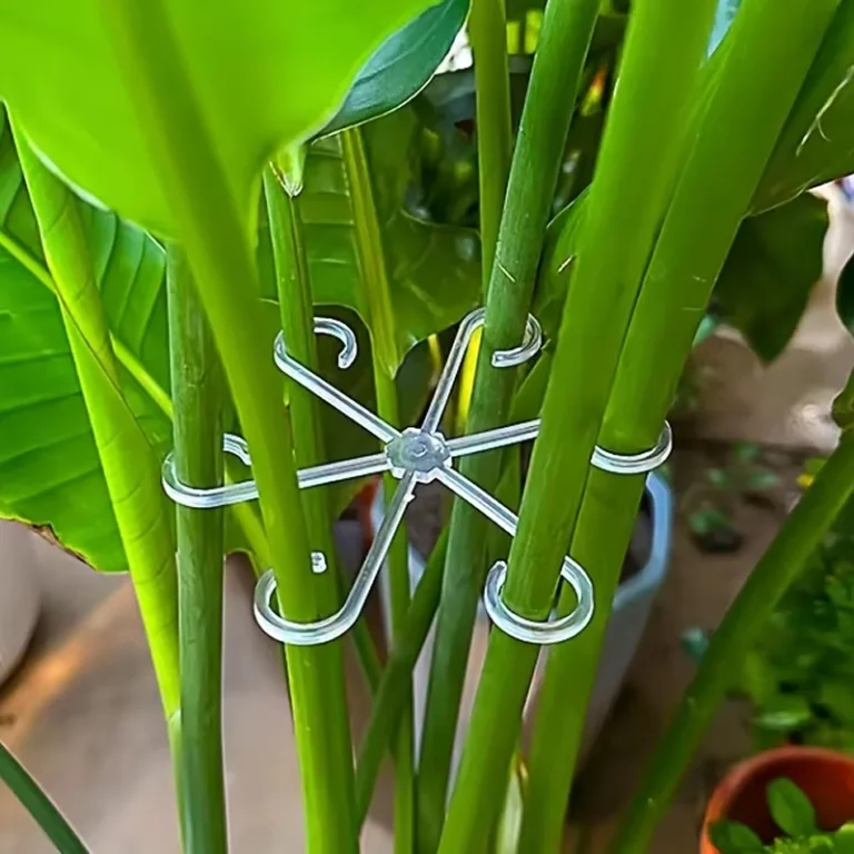 plant support holder, plant stem support